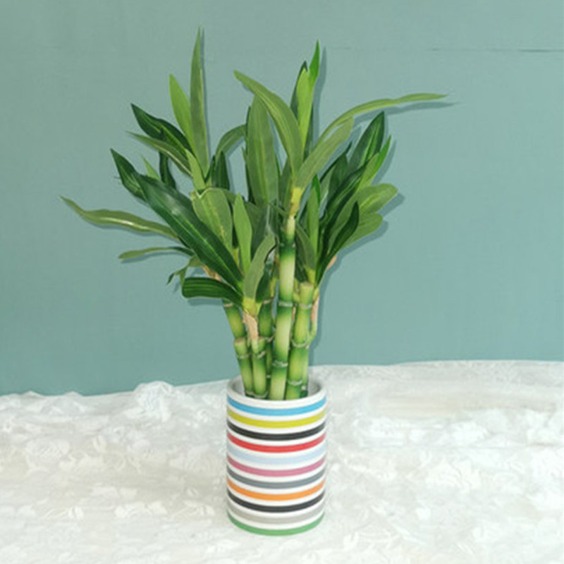 New 40cm Artificial Lucky Bamb - огляд і ціна Snake Plant