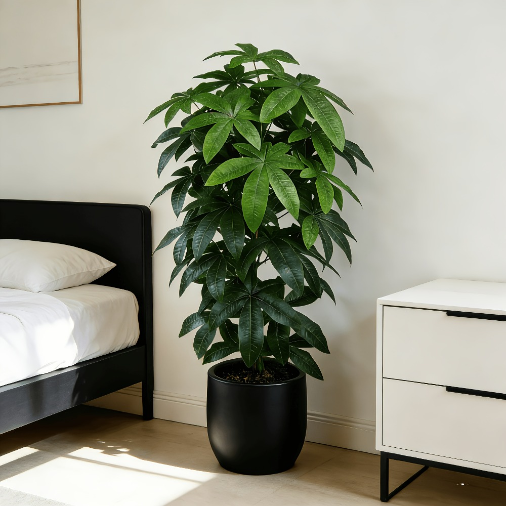 An Artificial Money Tree Pachi - огляд і ціна Snake Plant